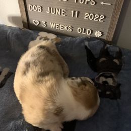 American Corgi Puppies from Mac-Kuz Kennels