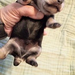 Black and Tan 2 - Black and tan male Schnoodle puppy in New Cambria, Kansas from Shrivers' Sweethearts