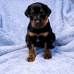Boy Orange Collar - Black and rust male Doberman Pinscher puppy in Centralia, Missouri from TopSpots Farm