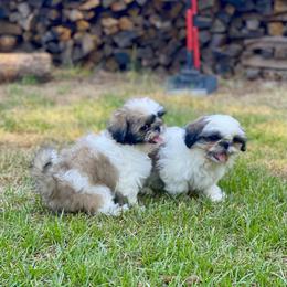 Shih Tzu Puppies from Willow Lane Shih Tzus
