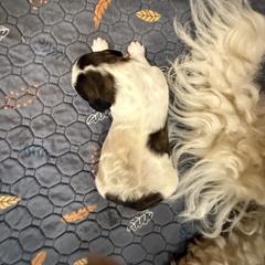 Boy 1 - Brown and white male Saint Berdoodle puppy in San Antonio, Texas from Mammoth Doodles