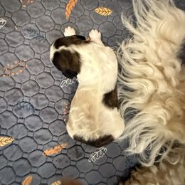 Boy 1 - Brown and white male Saint Berdoodle puppy in San Antonio, Texas from Mammoth Doodles