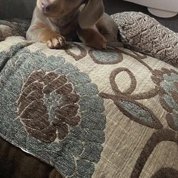 Dachshund Puppies from Autumns Dachshunds