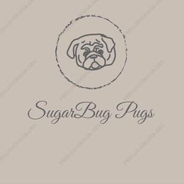 Pug Puppies from SugarBug Pugs