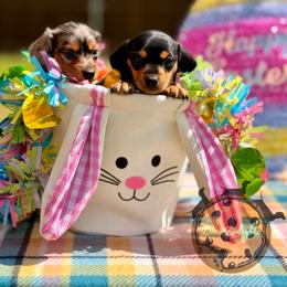 Dachshund Puppies from Doxi Delights