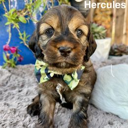 Hercules - Sable Cockapoo puppy in Roseville, California from Darby Park Doodles