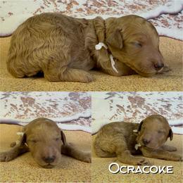 Ocracoke - Apricot female Poodle puppy in Swansboro, North Carolina from Monarch Standard Poodles