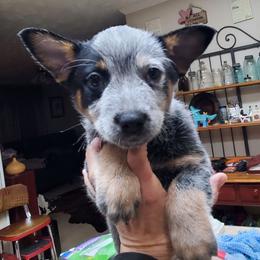 Half mask female - Blue speckled female Australian Cattle Dog puppy in Lenoir, North Carolina from Blue Coyote Ranch