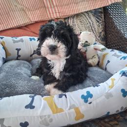 Olive 12 lbs - Tri-color female Bernedoodle puppy in Clermont, Florida from Sammy's Puppies
