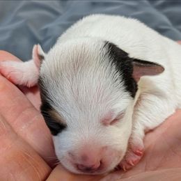 Green bean - Tri-colored male Parson Russell Terrier puppy in Whitehall, Montana from Montana Jacks