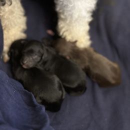Poodle Puppies from Parti-Pawz