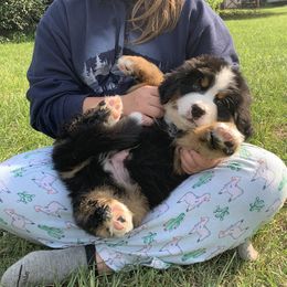 Bernese Mountain Dog Puppies from D’S Bernese Mountain Dogs