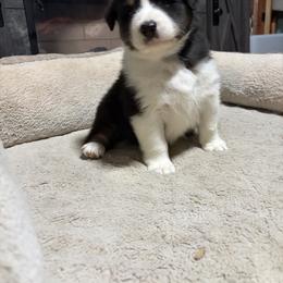 Caspian - Black tri-color male Australian Shepherd puppy in Terryville, Connecticut from Spirited Aussies