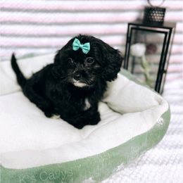 Cavalier King Charles Spaniel and Cavapoo Puppies from K’s Cavys