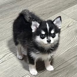 Black white girl - Black and white female Pomsky puppy in Enid, Oklahoma from Mile Hi Pomskies