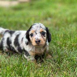 Pickles - Dapple female Dachshund puppy in Moon Township, Ohio from Serendipity Dachshunds