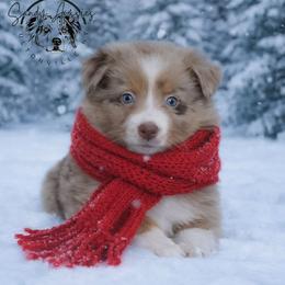 Zayani - Red merle female Australian Shepherd puppy in Fultonville, New York from Sandy Aussies & Pomeranians
