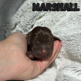 Marshall - Chocolate male Labrador Retriever puppy in Tomahawk, Wisconsin from Mahner Labs