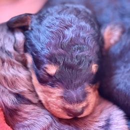 Bernedoodles from Cascade Country Doodles