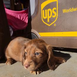 Moose 2200 - Dapple male Dachshund puppy in Bristol, Tennessee from It's Mini Wieners Baby