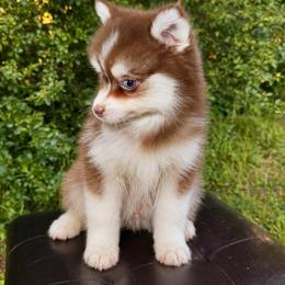 Jonah - Chocolate male Pomsky puppy in Murfreesboro, Tennessee from Middle Tennessee Pomskies