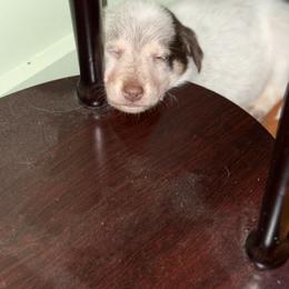 Border Collie Puppies from Hidden Creek