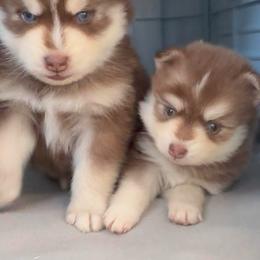 Venus - Red and white female Pomsky puppy in Spring Hill, Florida from PDQ Pomskies