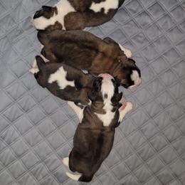 Saint Bernard puppies from Split Rock Saints