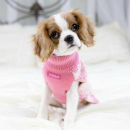 Cavalier King Charles Spaniel Puppies from Oakdale Cavaliers
