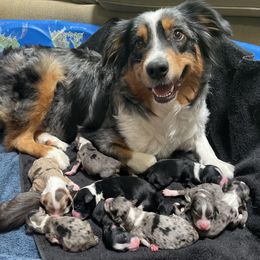 Aussiedoodles, Goldendoodles, and Golden Retrievers from Tails of Cypress
