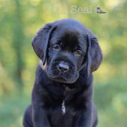 Grey boy Seal - Black male Labrador Retriever puppy in Williston, Florida from Royal K Labradors