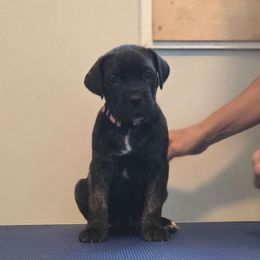 Pink Collar Girl - Cane Corso puppy from Caliber Cane Corso