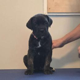 Pink Collar Girl - Cane Corso puppy from Caliber Cane Corso