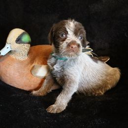 Boy 2 - Brown and gray male Wirehaired Pointing Griffon puppy in Afton, Wisconsin from Daehler's Wirehaired Pointing Griffons