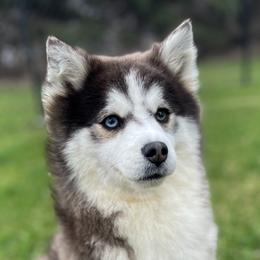 Duchess - Pomsky