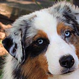 Australian Shepherds from Briarbrook Australian Shepherds