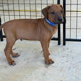 Benson - Rd whtn blk nose male Rhodesian Ridgeback puppy in Montgomery, Texas from Timber Ridge Kennels