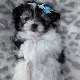 Prince Charming - Piebald male Morkie puppy in Eureka, California from Bratpack Babydolls