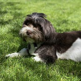 Coco - Havanese