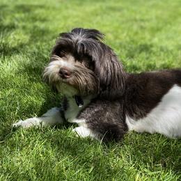 Coco - Havanese