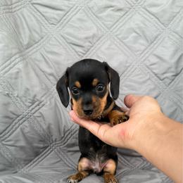 Boy 3 Black and Tan - Black and tan male Dachshund puppy in Casa Grande, Arizona from Short n Sassy Dachshunds of AZ