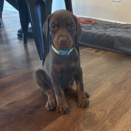 Teal collar female - Red and rust female Doberman Pinscher puppy in Madison, Indiana from Jensen Dobermans and Dachshunds