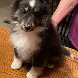 Shetland Sheepdog Puppies from BranGay Shetland Sheepdogs Since 1971