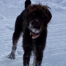 German Wirehaired Pointer All Grown Up from Osborne’s Wirehairs