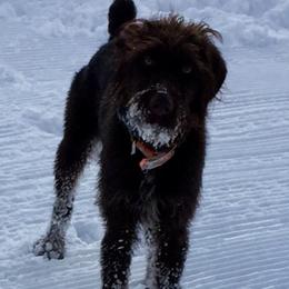 German Wirehaired Pointer All Grown Up from Osborne’s Wirehairs