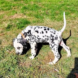 Dalmatian Puppies from LINY Dalmatians