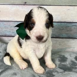 Green Boy - Brown and white male Bernedoodle puppy in The Woodlands, Texas from Gracie's Goldendoodles and Bernedoodles of The Woodlands