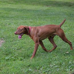 Koda - Vizsla