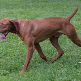 Koda - Vizsla