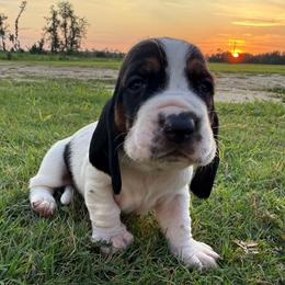 Green - Black brown and white male Basset Hound puppy in Douglas, Georgia from Huffer Hounds and Havanese